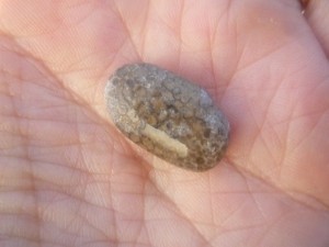 a small Petoskey stone